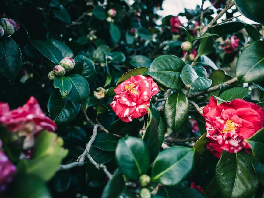 Cuidar das camélias em flor no fim do inverno