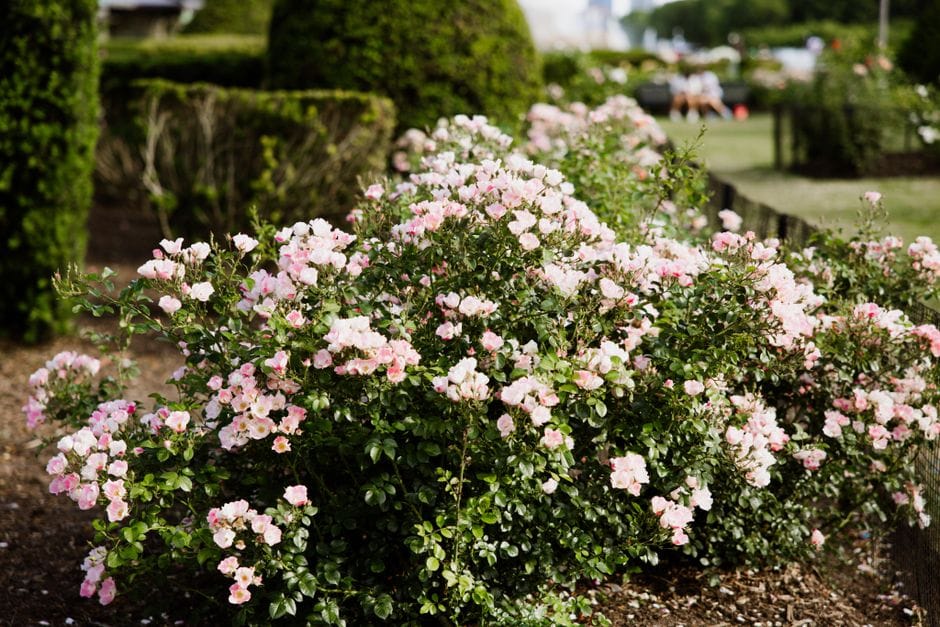 Cuidar das roseiras na primavera