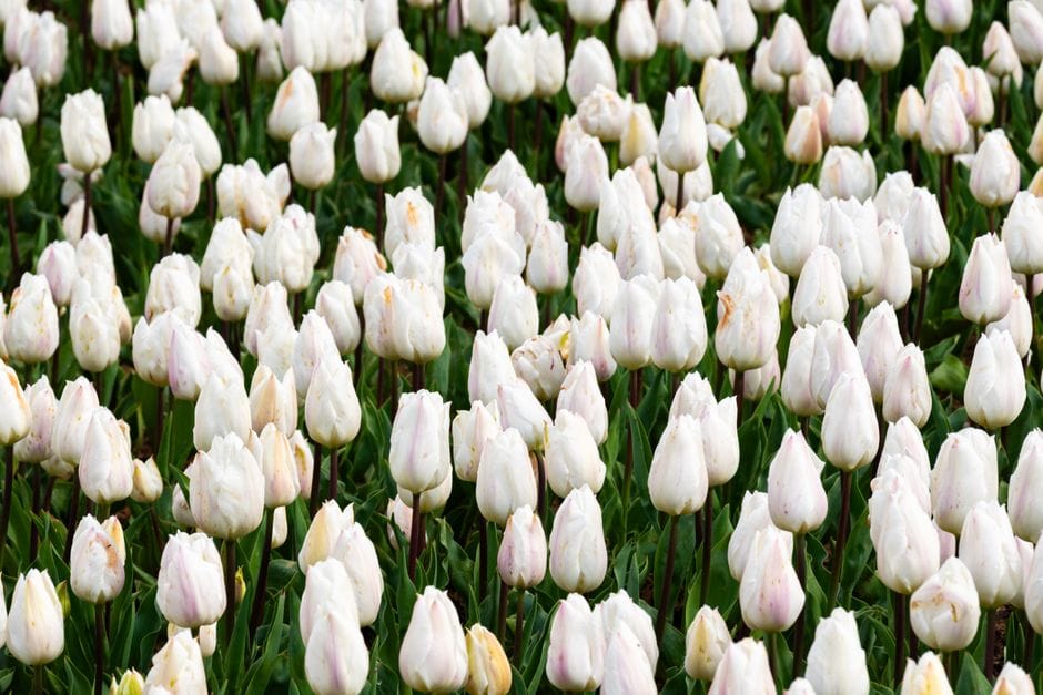 Plantar bolbos de primavera em outubro: tulipas e narcisos