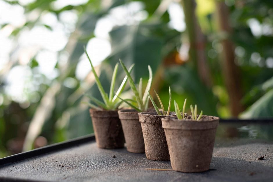 Sombreamento e proteção solar para plantas de varanda