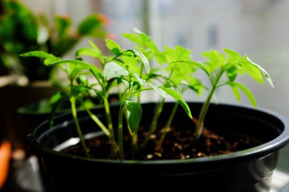 Plantar tomate: do alfobre ao transplante