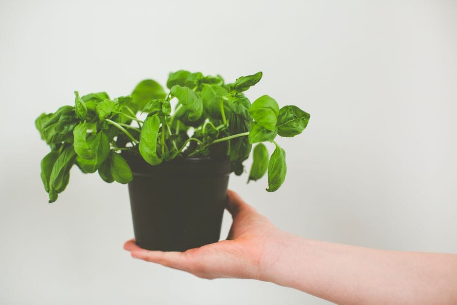 Plantar ervas aromáticas na cozinha