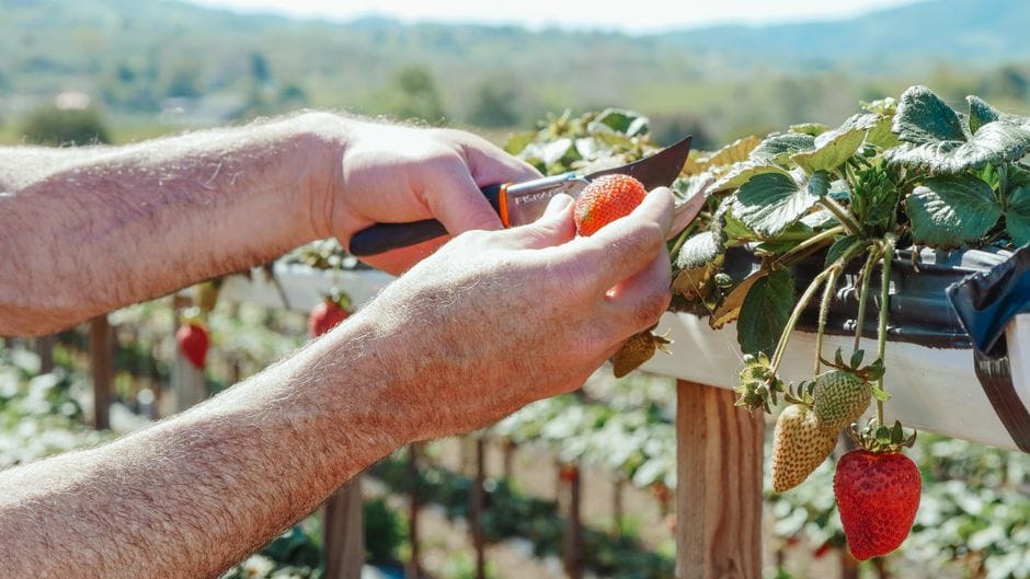 Poda de árvores de fruto no repouso de inverno