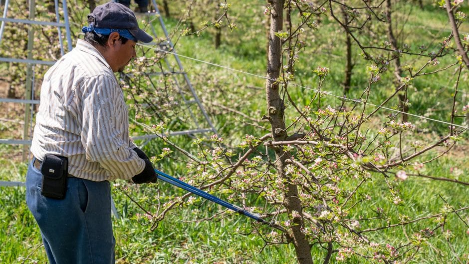 Cuidar das ferramentas de jardinagem no inverno