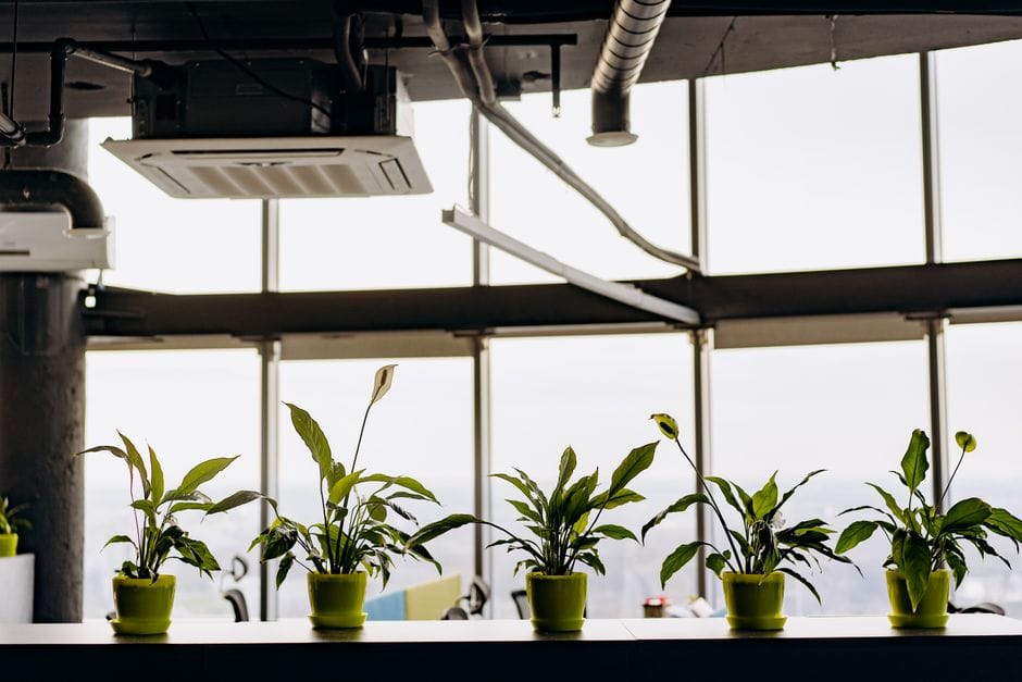 Plantas de interior que purificam o ar no outono