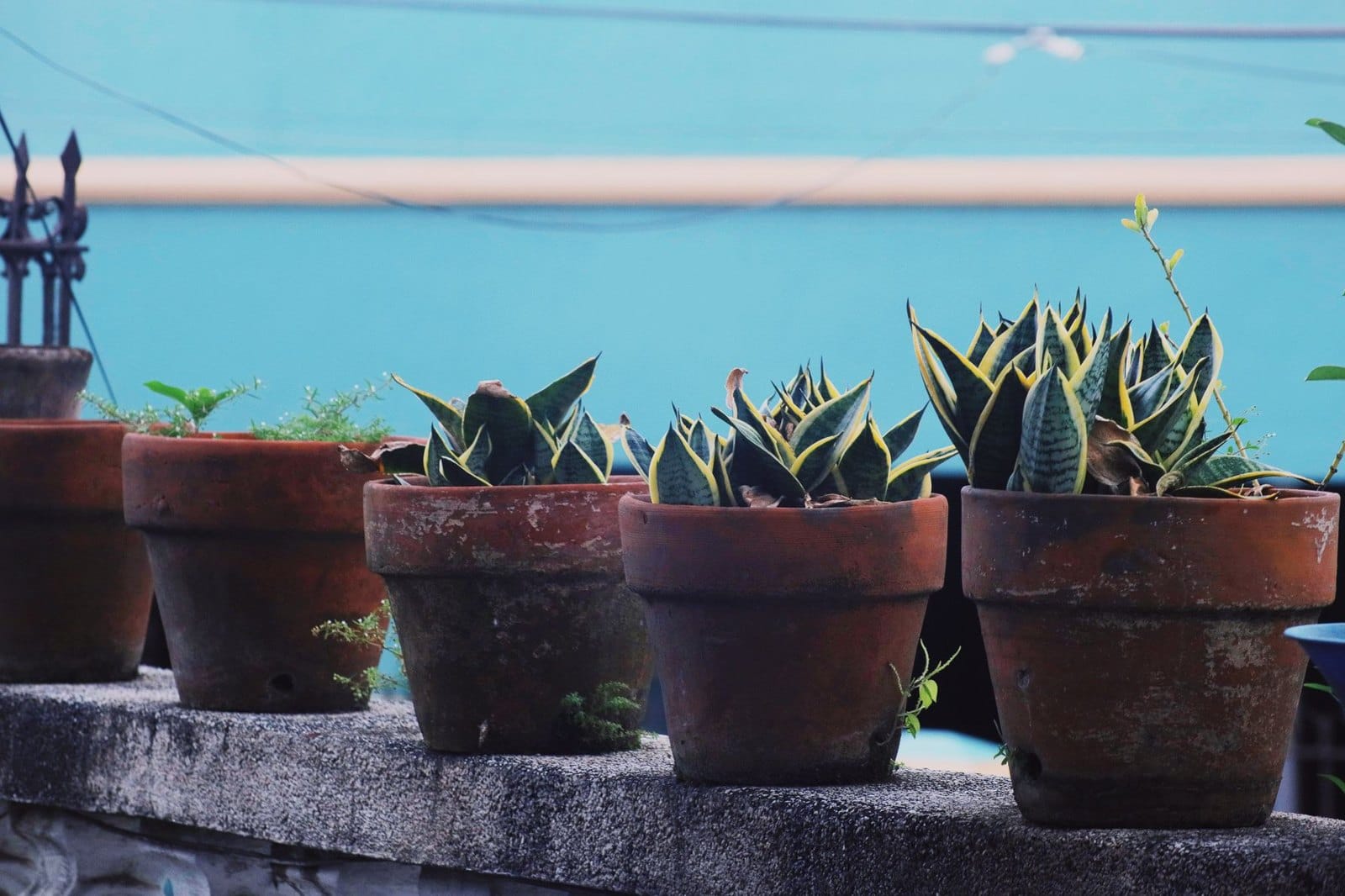 Plantas em vaso no calor do verão: como evitar que cozinhem no alpendre