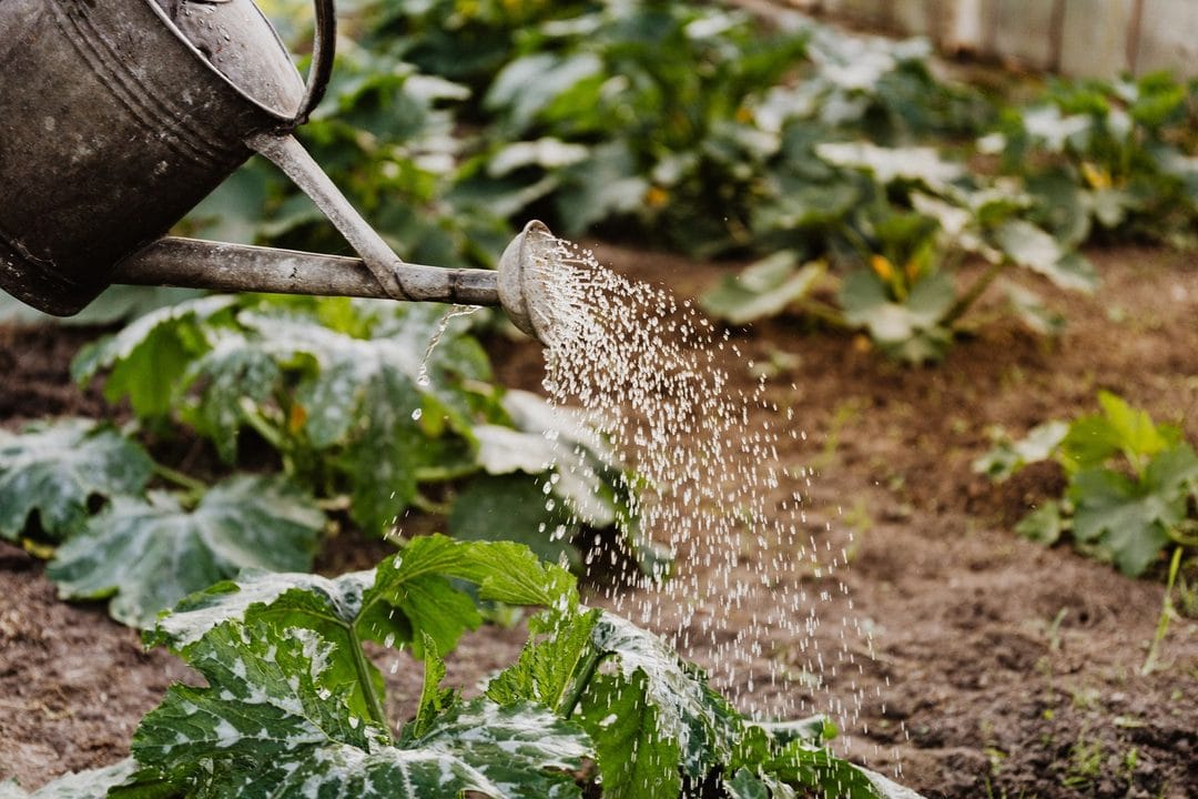 Quintal no calor de Junho: como regar menos e perder menos plantas
