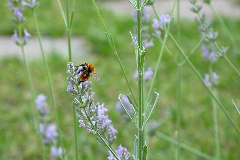 Jardim para Polinizadores: Como Atrair Abelhas e Borboletas ao Quintal no Verão