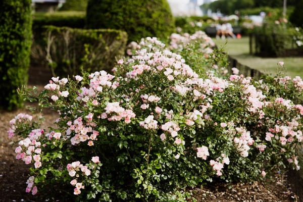 Cuidar das roseiras na primavera