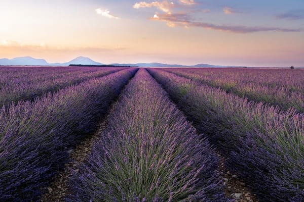 Plantas mediterrânicas resistentes à seca