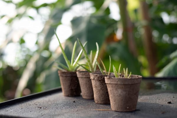 Sombreamento e proteção solar para plantas de varanda