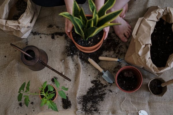 Renovar os vasos e o substrato das plantas de interior