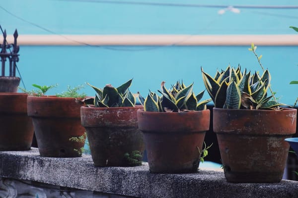Plantas em vaso no calor do verão: como evitar que cozinhem no alpendre