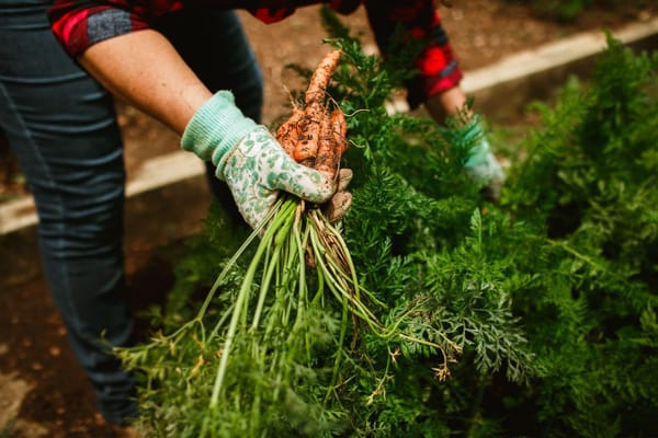 Horta em Transição: Como Preparar o Quintal para o Outono Ainda em Agosto