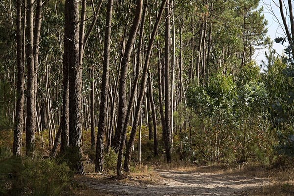 Faixa de Gestão de Combustível: Como Preparar o Quintal Antes dos Incêndios de Agosto